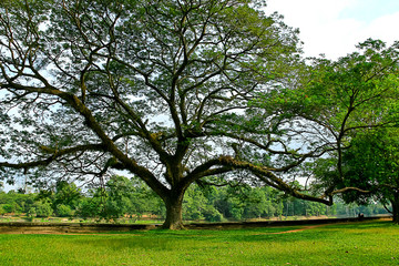 Fototapeta na wymiar big tree with fresh green leaves.