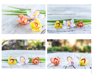 Collection of cymbidium flower orchid close up  for background u