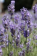 Naklejka premium lavender
