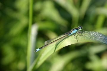 Dragonfly