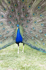 Obraz premium Tavus Kuşu