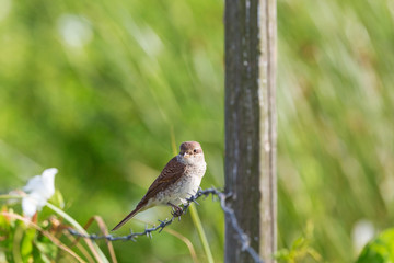 Red-backed shrike