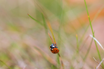 Ladybird on a straw