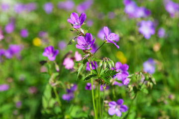 Wood cranesbill flowers