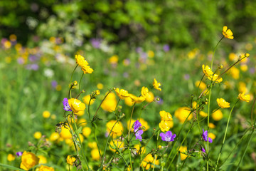 Meadow buttercup