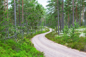 Curvy gravel road through the forest