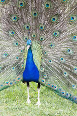 Naklejka premium Portre olarak Tavus Kuşu