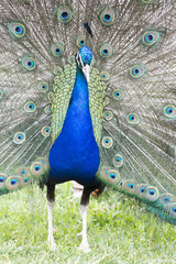 Obraz premium Tavus Kuşu