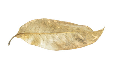 Fototapeta na wymiar Dry leaves isolated on white background.