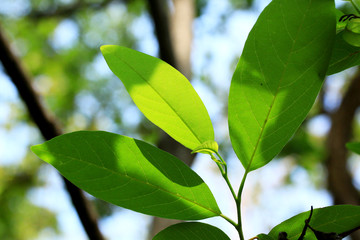 Green leaves in autumn