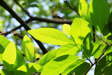 Green leaves in autumn