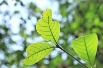 Green leaves in autumn