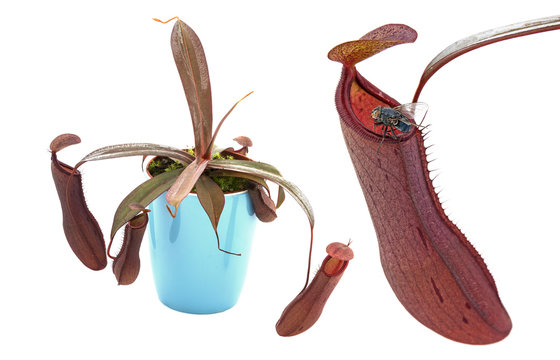 Pitcher Plant  Nepenthes