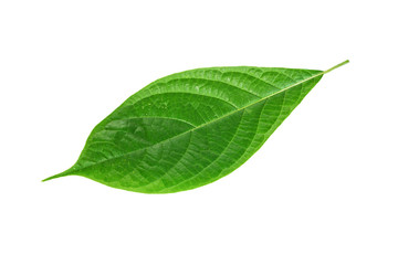 Fototapeta na wymiar Green leaf. Isolated on a white.