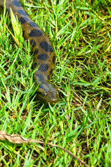 Green anaconda (Eunectes murinus)