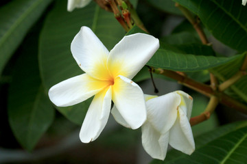 Fototapeta na wymiar frangipani flower on tree