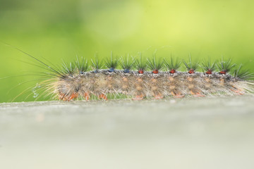 Tent Caterpillar