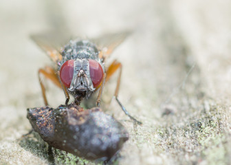Fly Eating