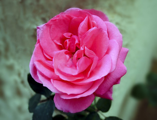 pink rose