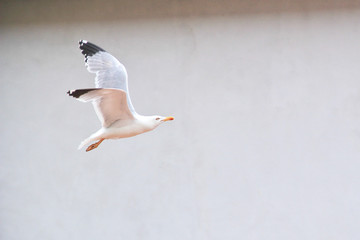 Seagull flying in a town