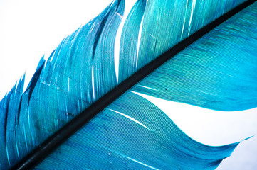 turquoise feather of an angel, isolated background