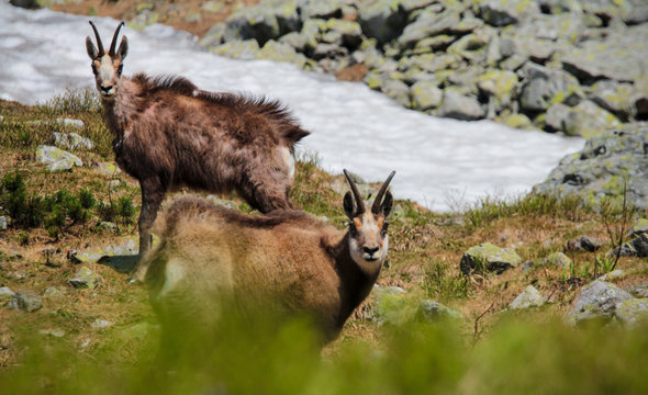 Kozice Images Browse 173 Stock Photos, Vectors, and Video Adobe Stock