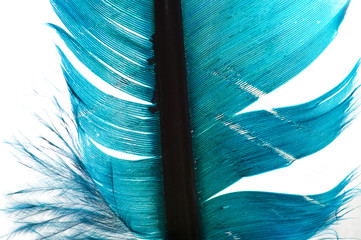 turquoise feather of an angel, isolated background