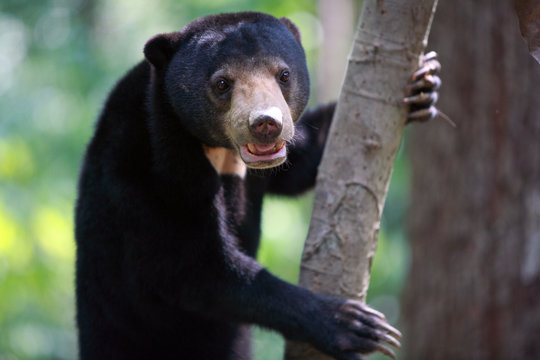 Malayan Sun Bear On Tree, Sepilok, Borneo, Malaysia