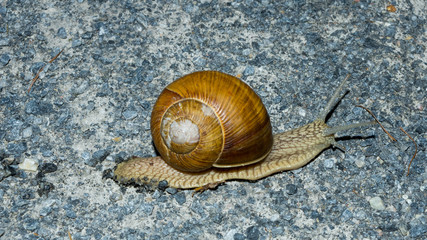 Fleeing snail across the forest road