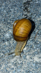 Fleeing snail across the forest road front view 1