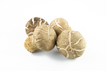 Shiitake mushroom on the White background