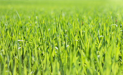 Grass backgrounds