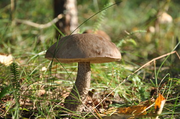 boletus