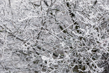 branches covered with hoarfrost