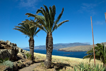 Palmen auf der Halbinsel Ponta de São Lourenço, Madeira