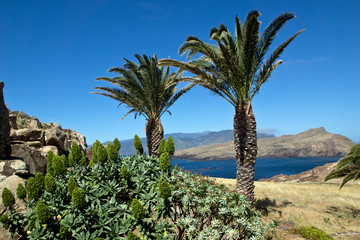 Fototapeta na wymiar Palmen auf der Halbinsel Ponta de São Lourenço, Madeira