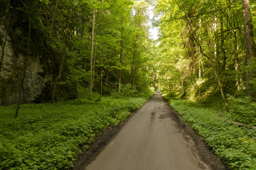 Fototapeta premium asphalt road in overgrown canyon