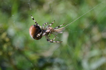 Spider in the web