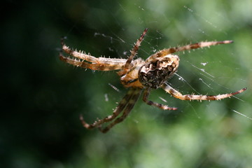 Spider in the web