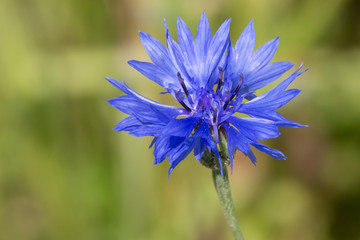 Blue Flower