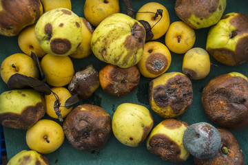 Tray of Rotten Apples