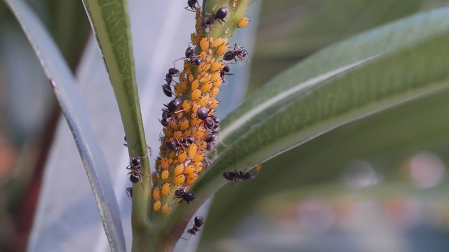video shows a colony of oleander aphid ( Aphis nerii) sucking on a leaf and ants taking the honeydew
