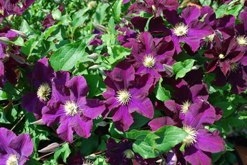 Clematis in voller Blütenpracht