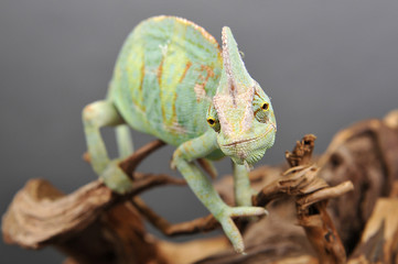 Caméléon vert sur branche