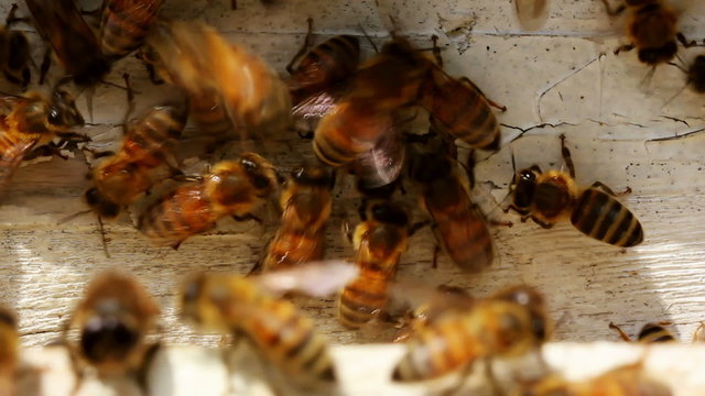 Macro shot of bees at the hive entrance