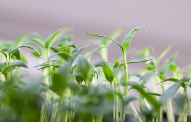 Young cucumder plants