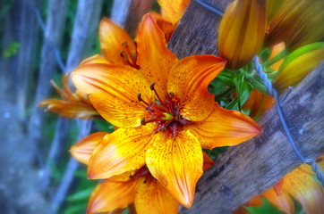 Fototapeta na wymiar Orange Blüten