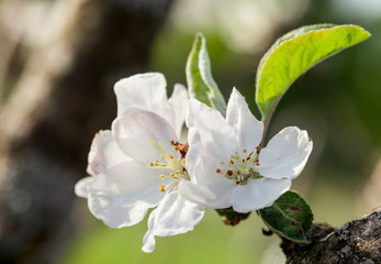 Flowering apple tree