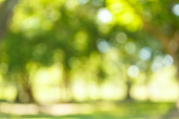 Blur natural and light background.