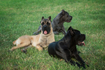 Three cane corso dogs resting at grass